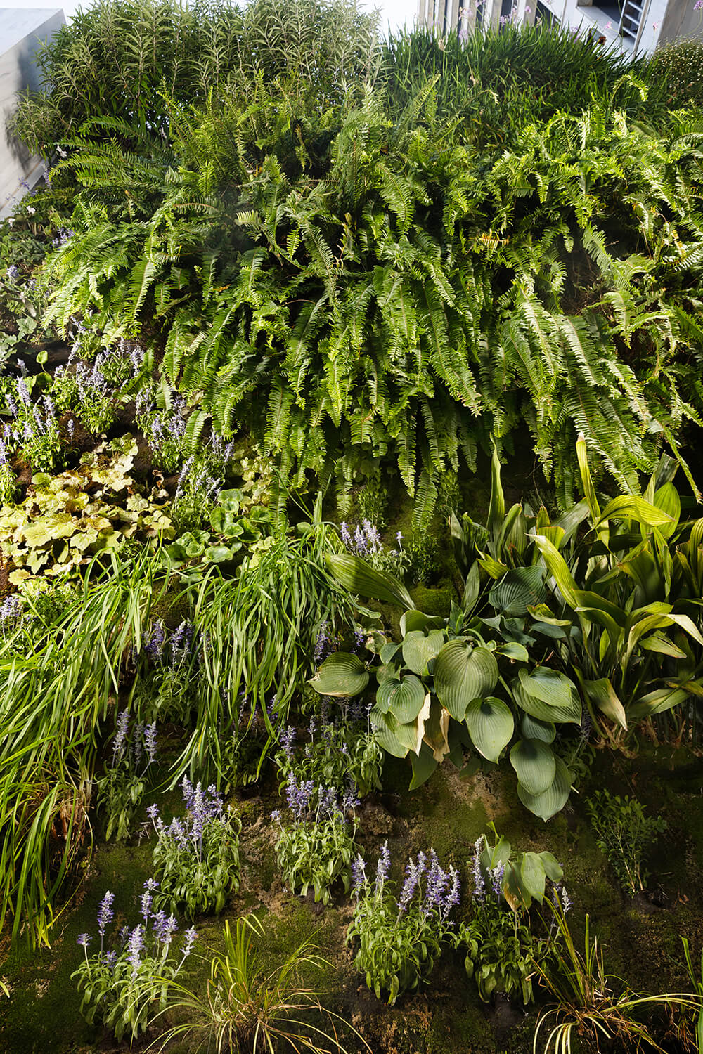 Κατακόρυφος κήπος