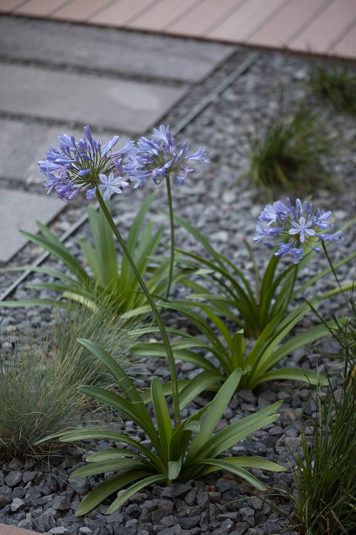 Λουλούδια σε αστικό κήπο στη Θεσσαλονίκη