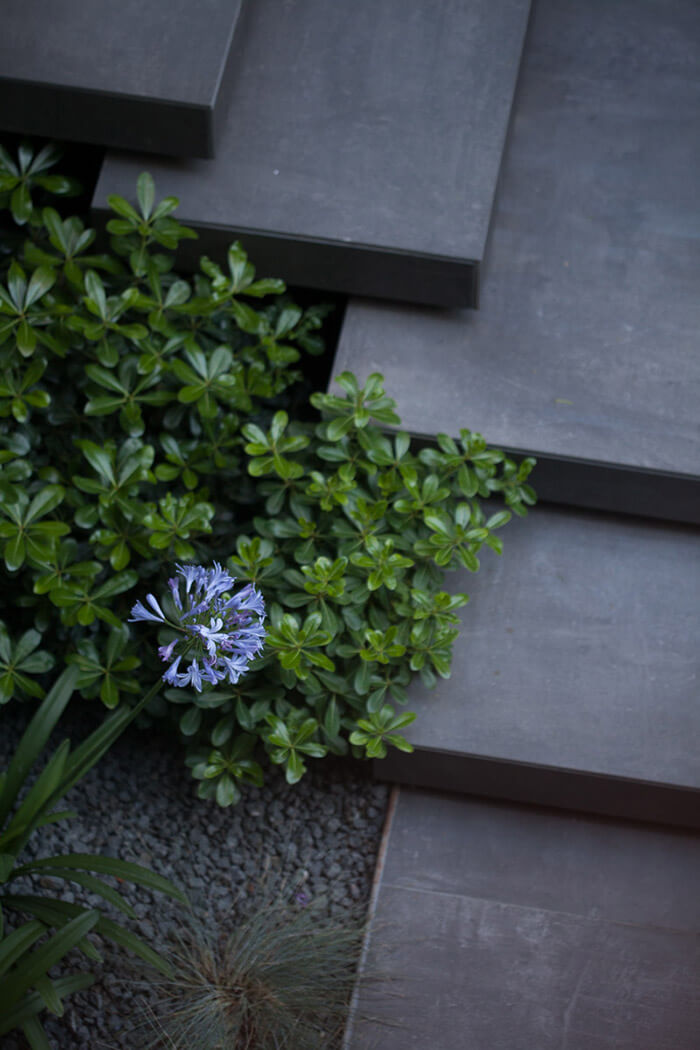 Φυτά αστικού κήπου στην Καλαμαριά Θεσσαλονίκης