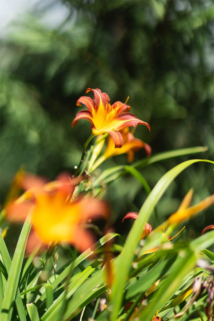 Περιαστικός κήπος τεσσάρων εποχών στη Θεσσαλονίκη
